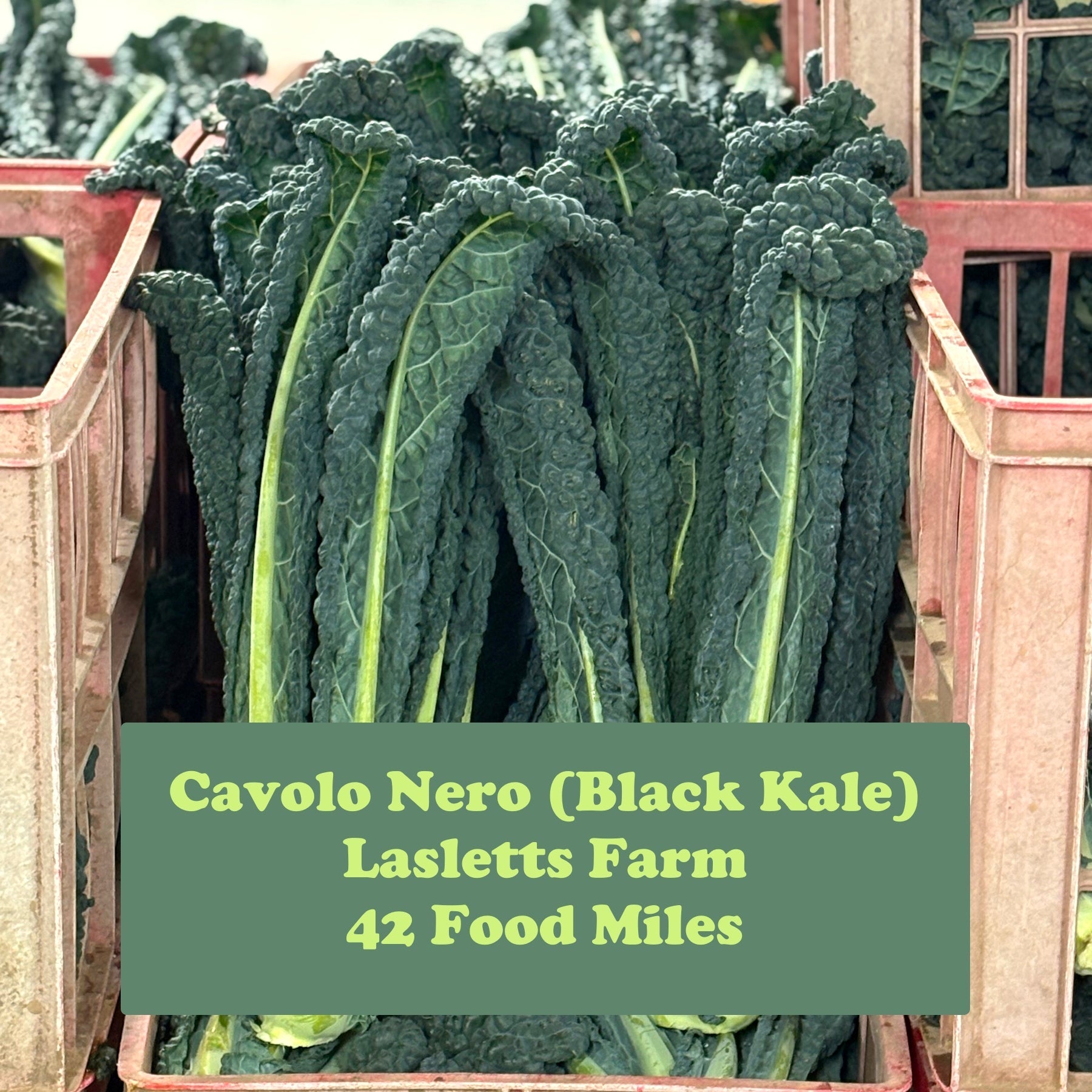 Cavolo Nero - The First Kale