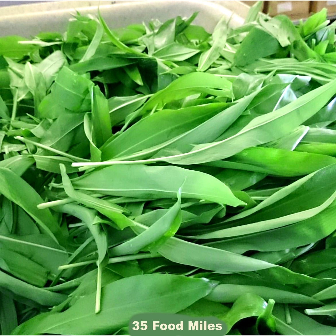 🚨NEW SEASON ALERT🚨 - Wild Garlic 🍃