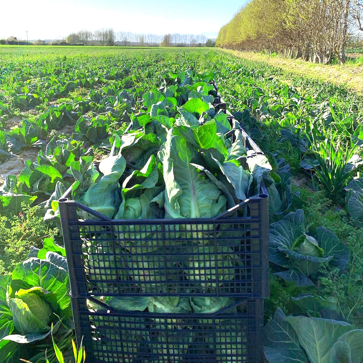 Cabbage in field