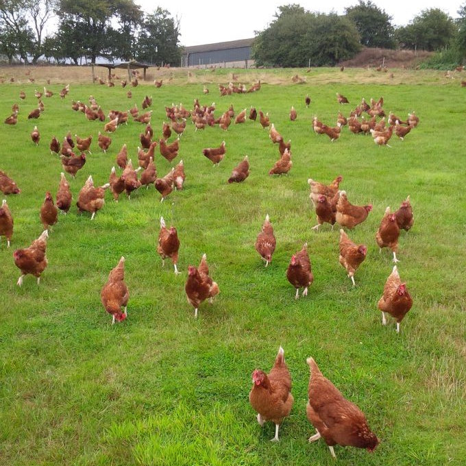 Free Range Large Chicken 3-4KG
