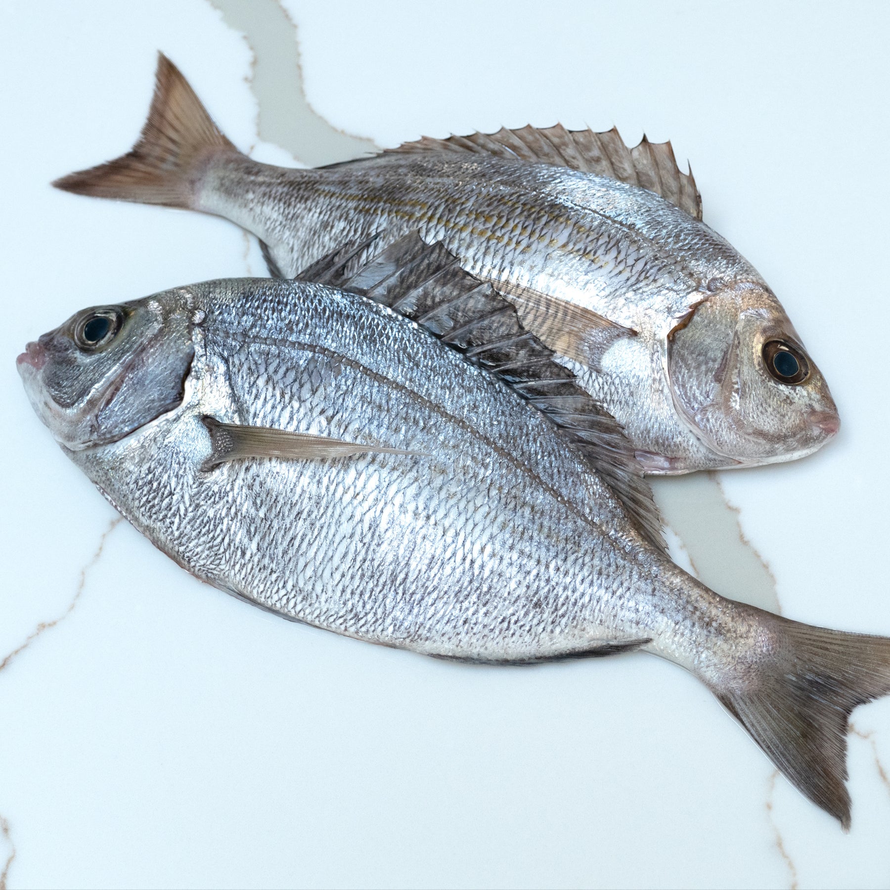 Local Black Bream x1 (Frozen)