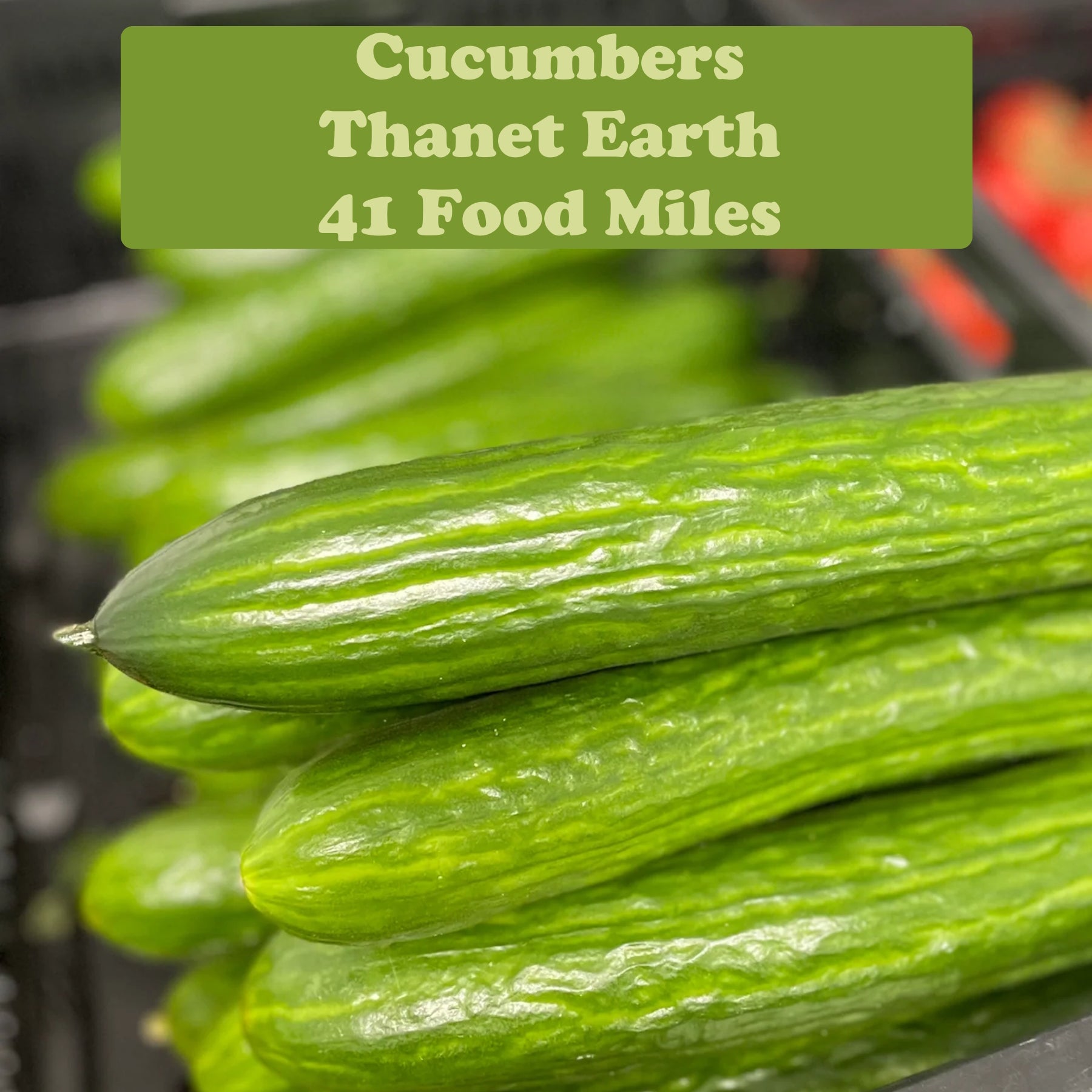 Kent Cucumber