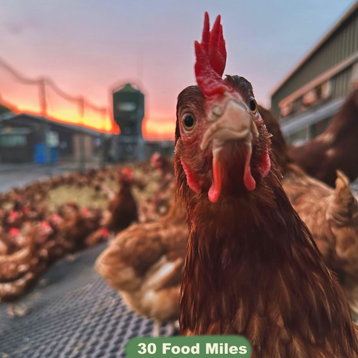 6 Free Range Kent Eggs