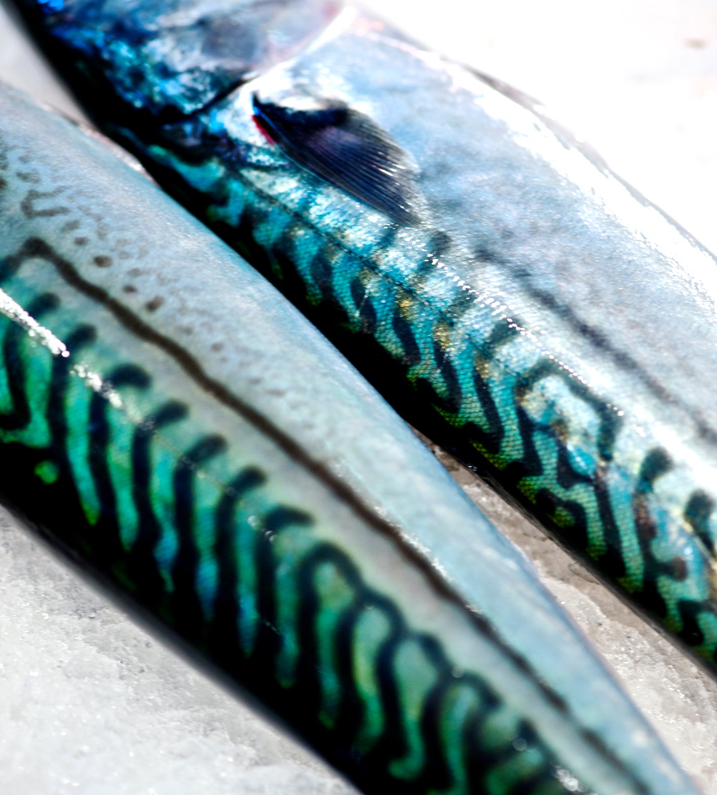 Mackerel Fillets x 2 (Frozen)