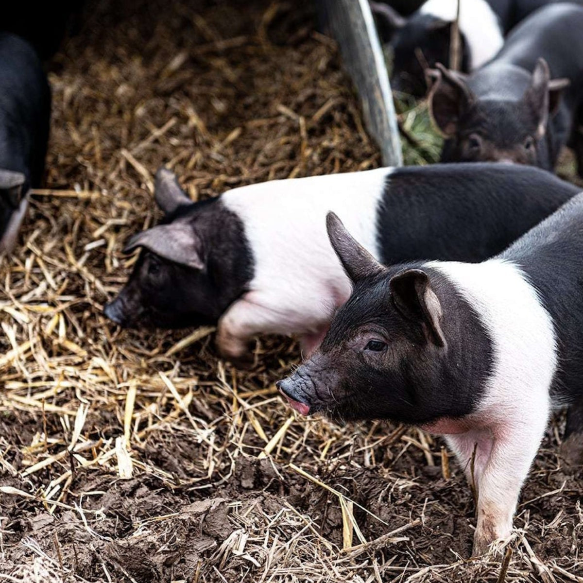 Rare Breed Streaky Bacon 250g