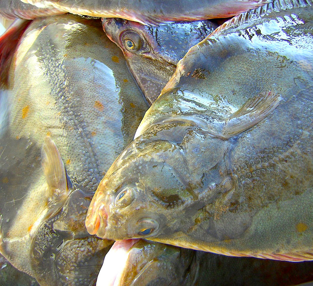 Local Large Plaice x1 (Frozen)