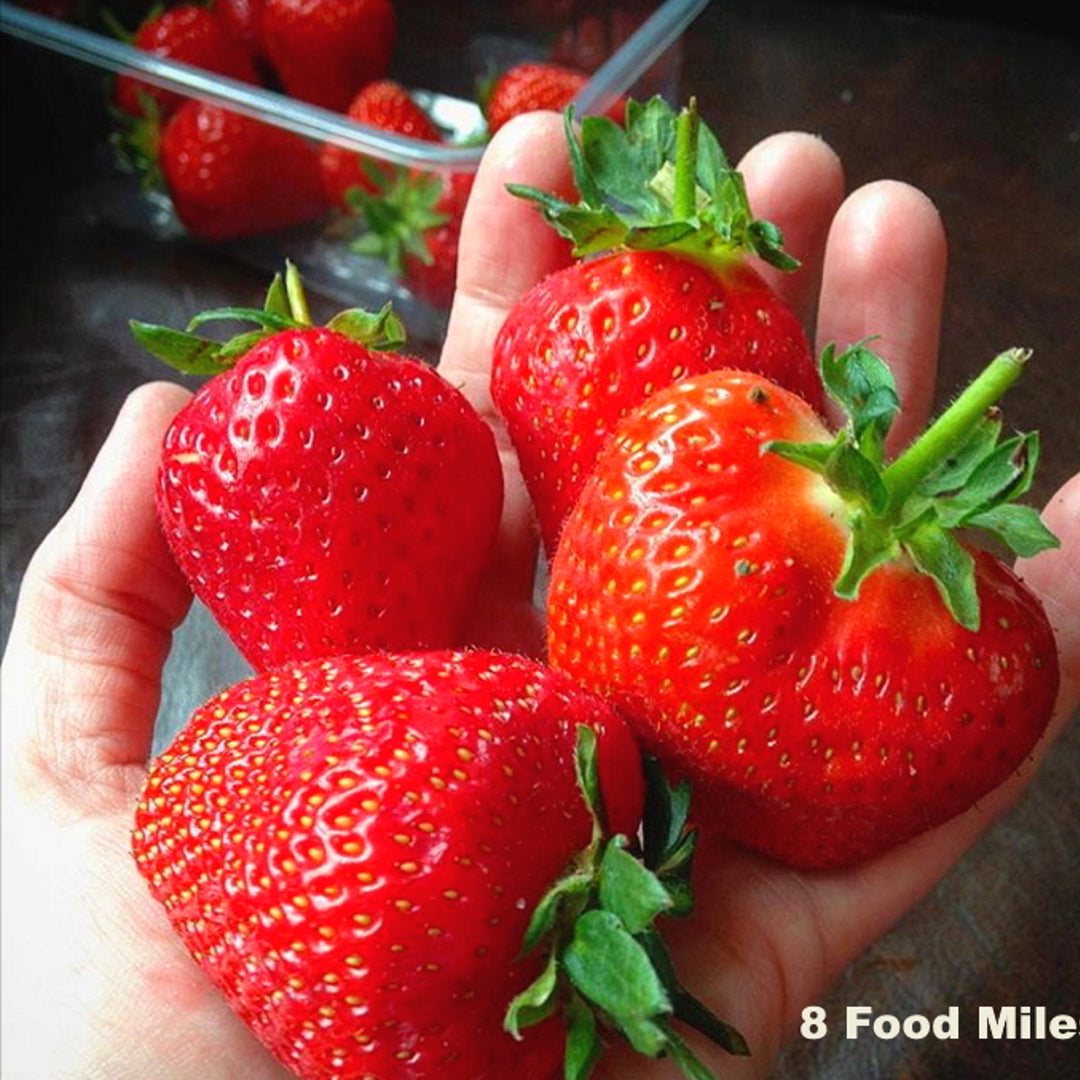 Kent Strawberries
