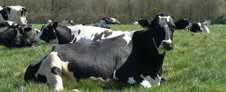 Kentish Blue Cheese 150g