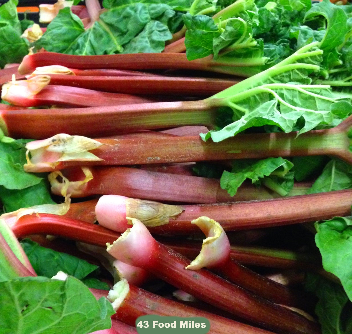 Kent Rhubarb 500G