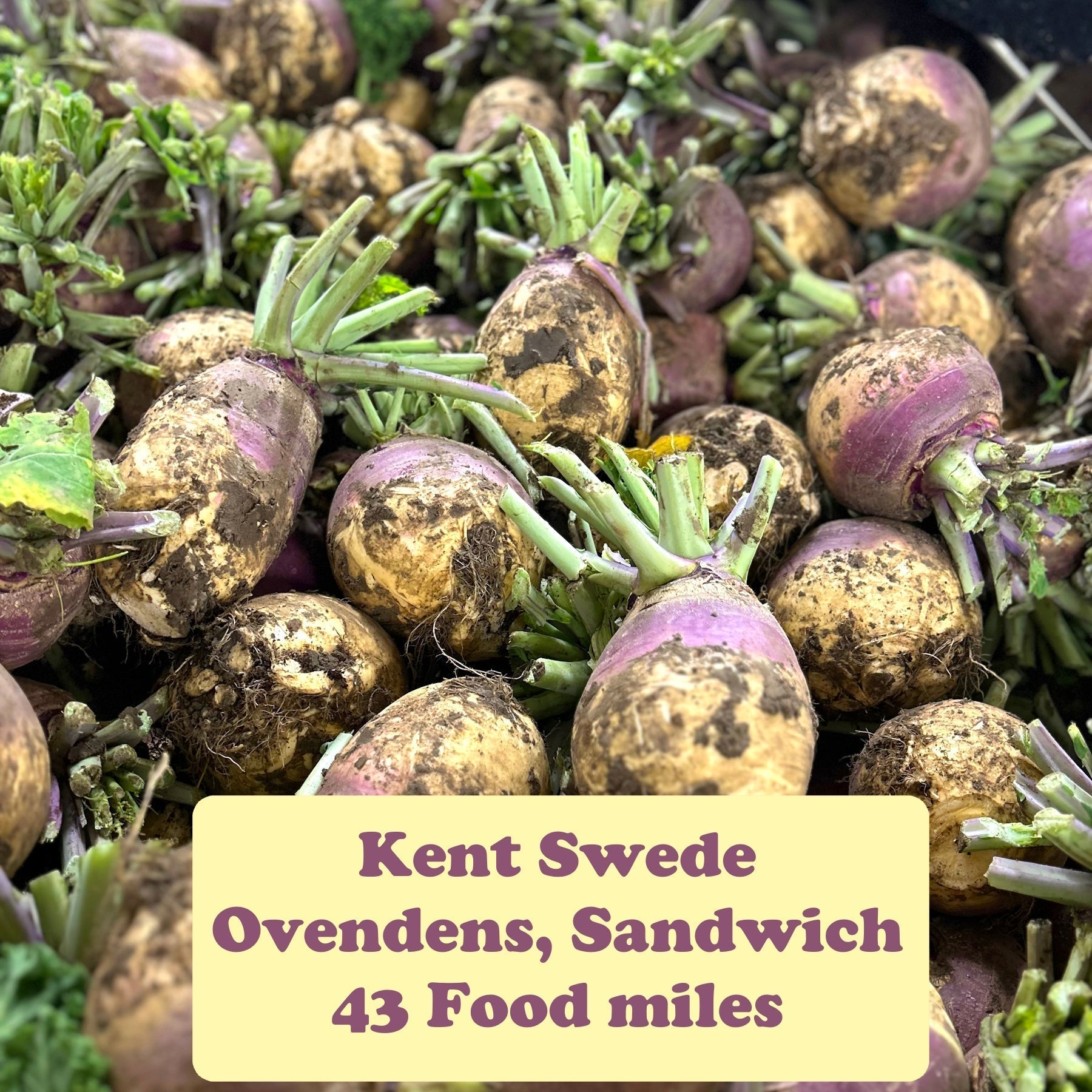 Support Kent Farmers: 5 Reasons to Choose Kent Veg