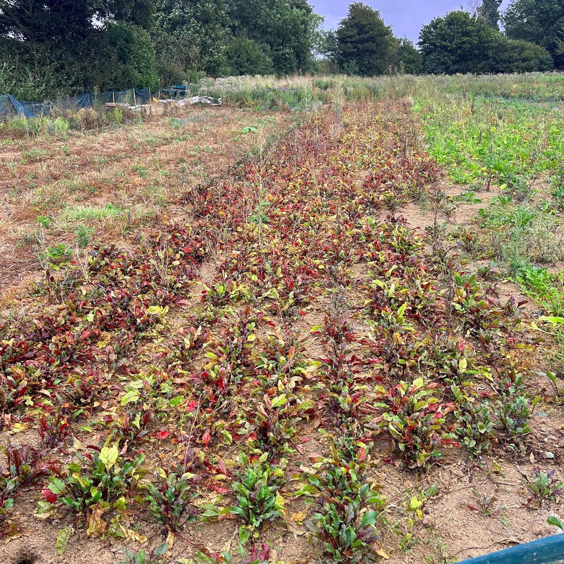 Jack Scott's Beet