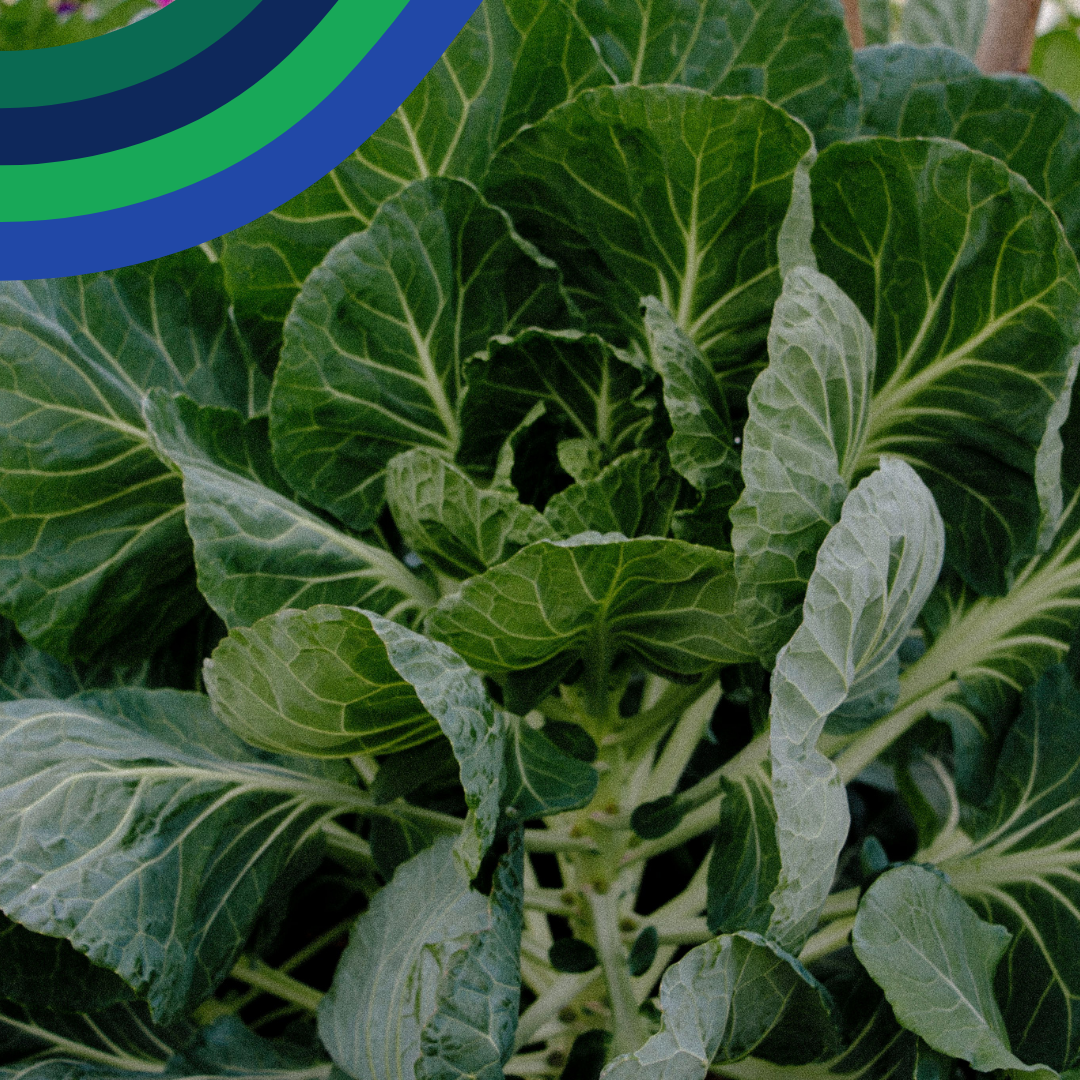 Discovery Box from Produced in Kent