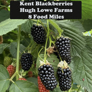 Kent Blackberries