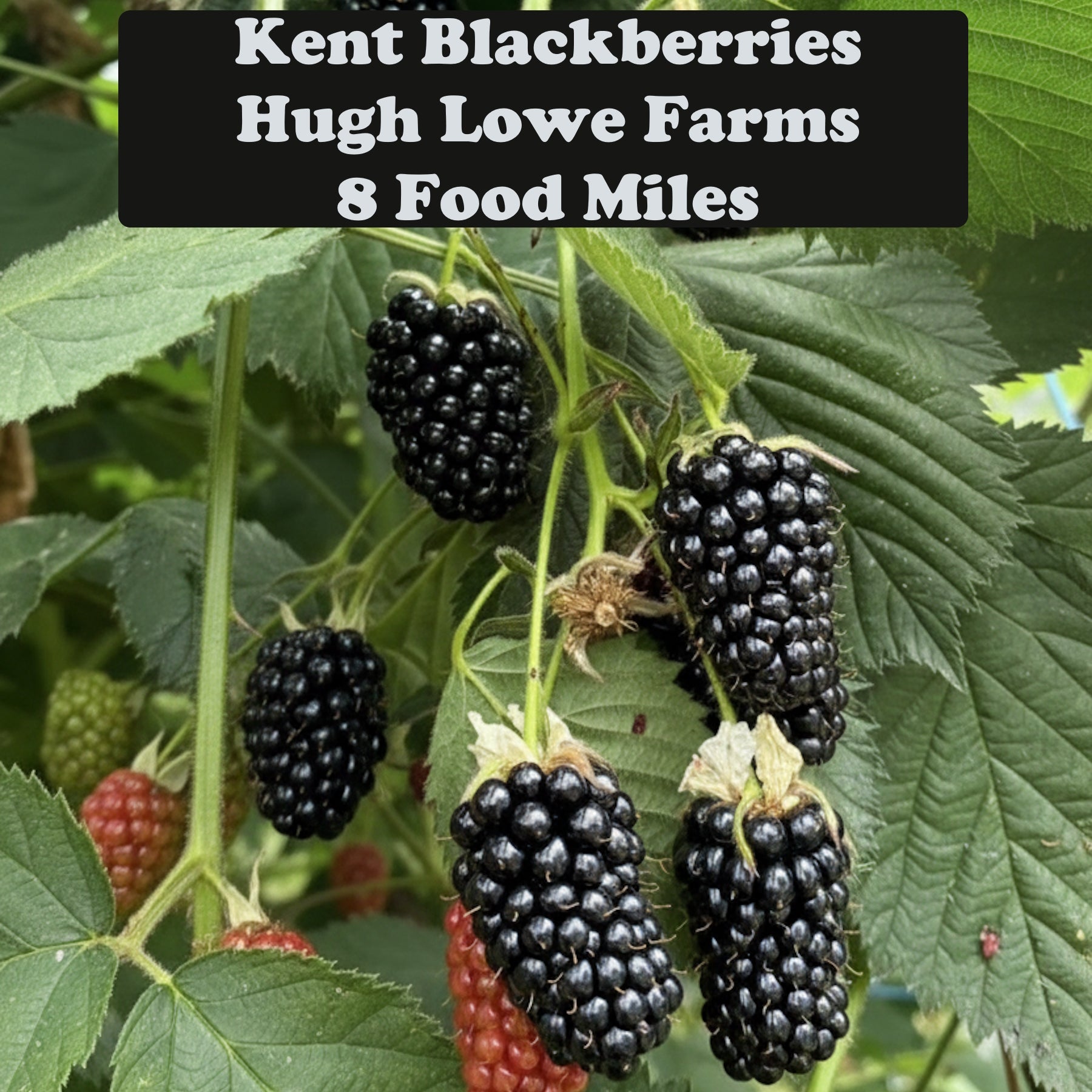 Kent Blackberries