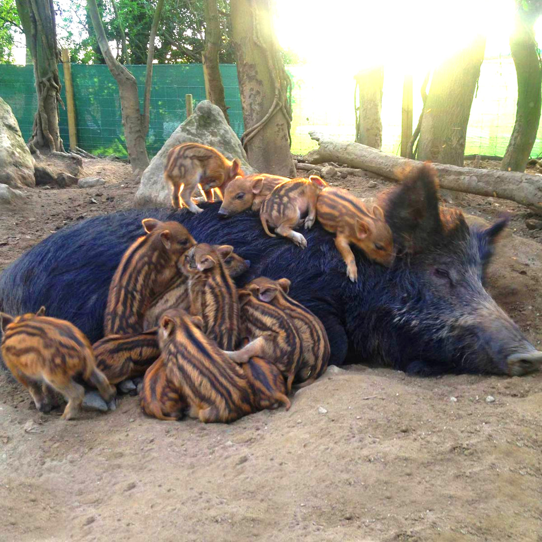 Kent Wild Boar