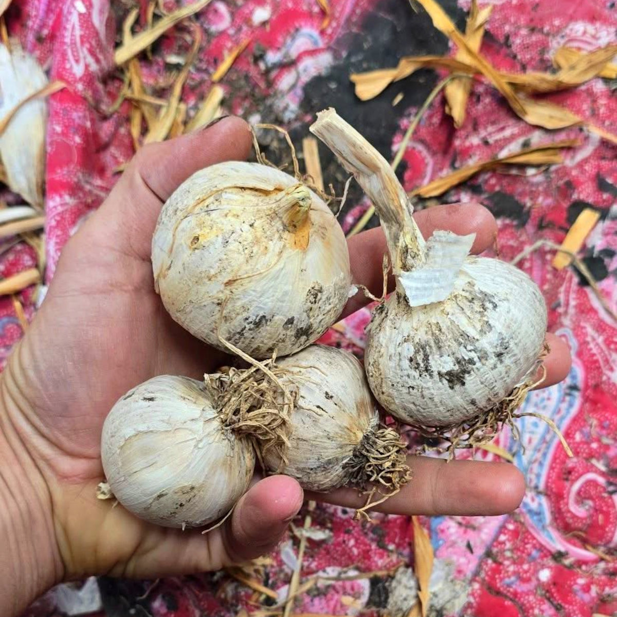 Kent Garlic Bulbs 300g