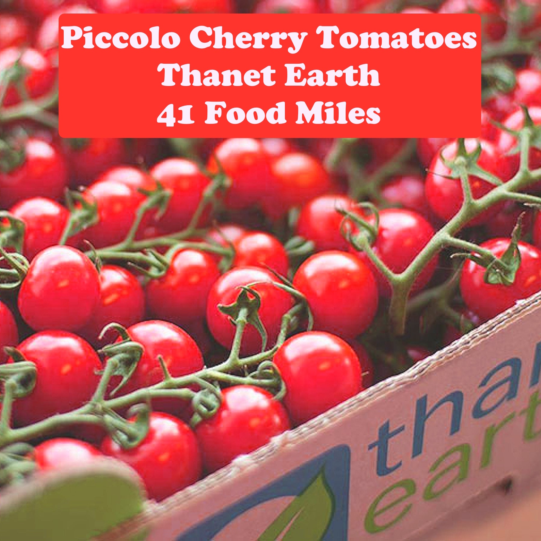 Kent Cherry Tomatoes 250g