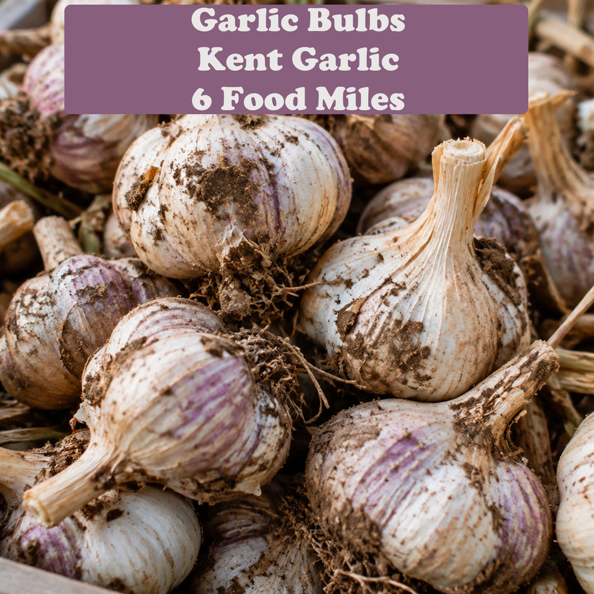 Kent Garlic Bulbs 300g