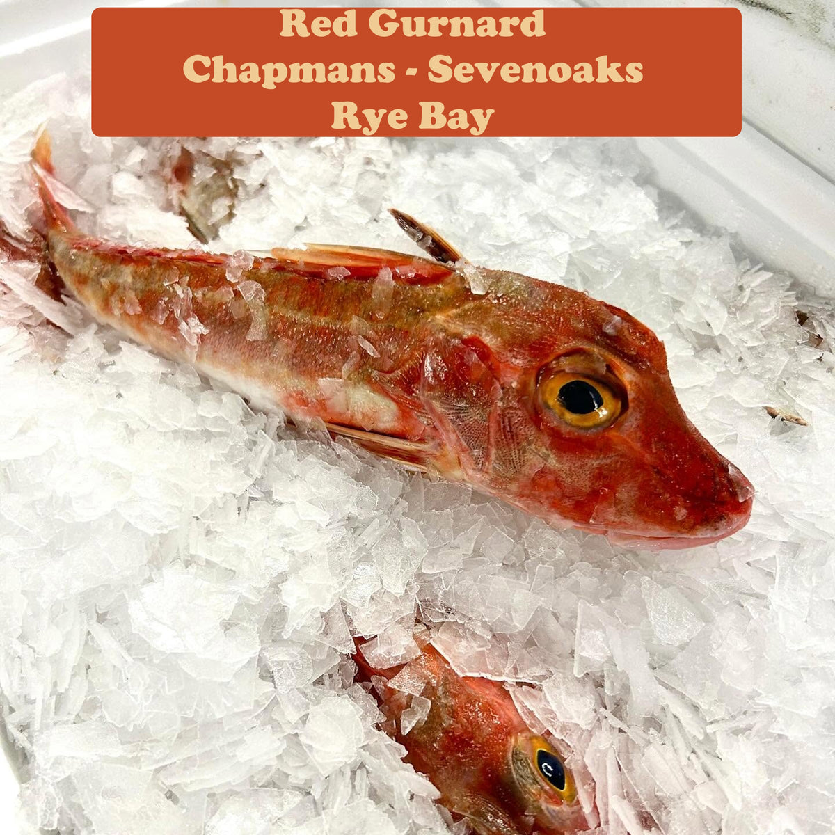 Red Gurnard Fillet x4
