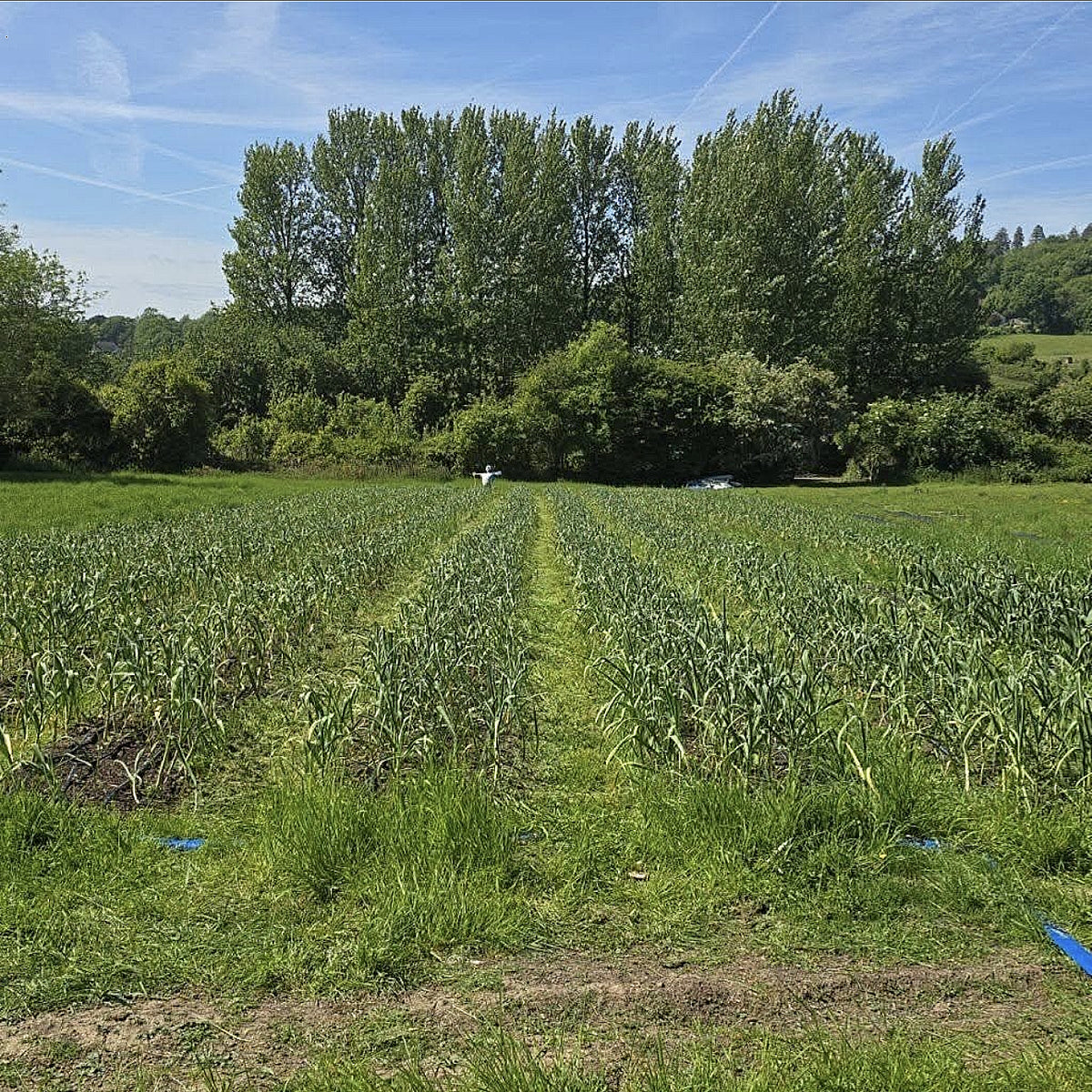Kent Garlic Bulbs 300g