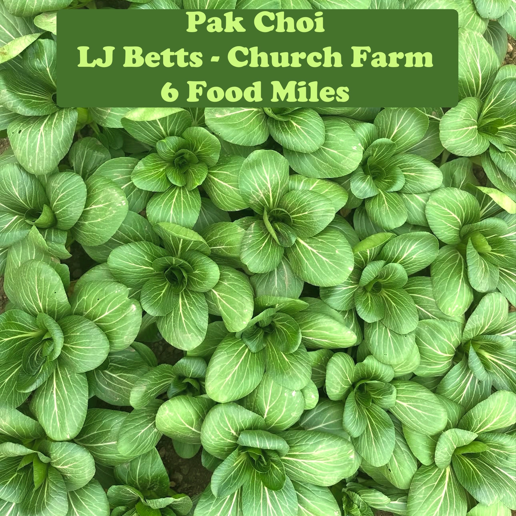 Pak Choi X2