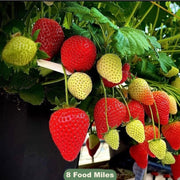 Medium Fruit Box