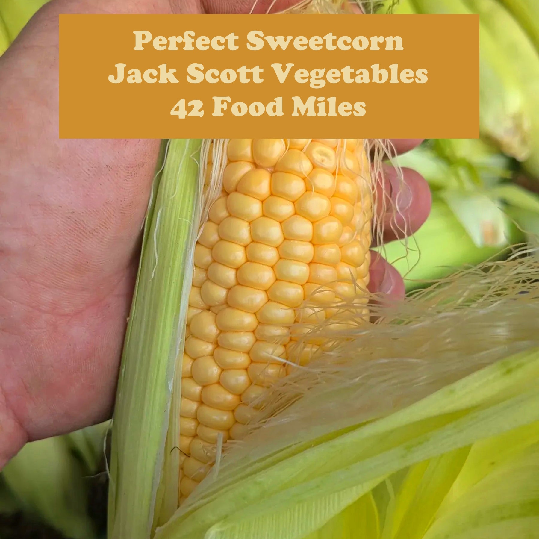 Sweetcorn x1