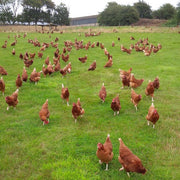 Free Range Large Chicken 4-5kg