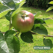 Bramley Cooking Apples 1kg
