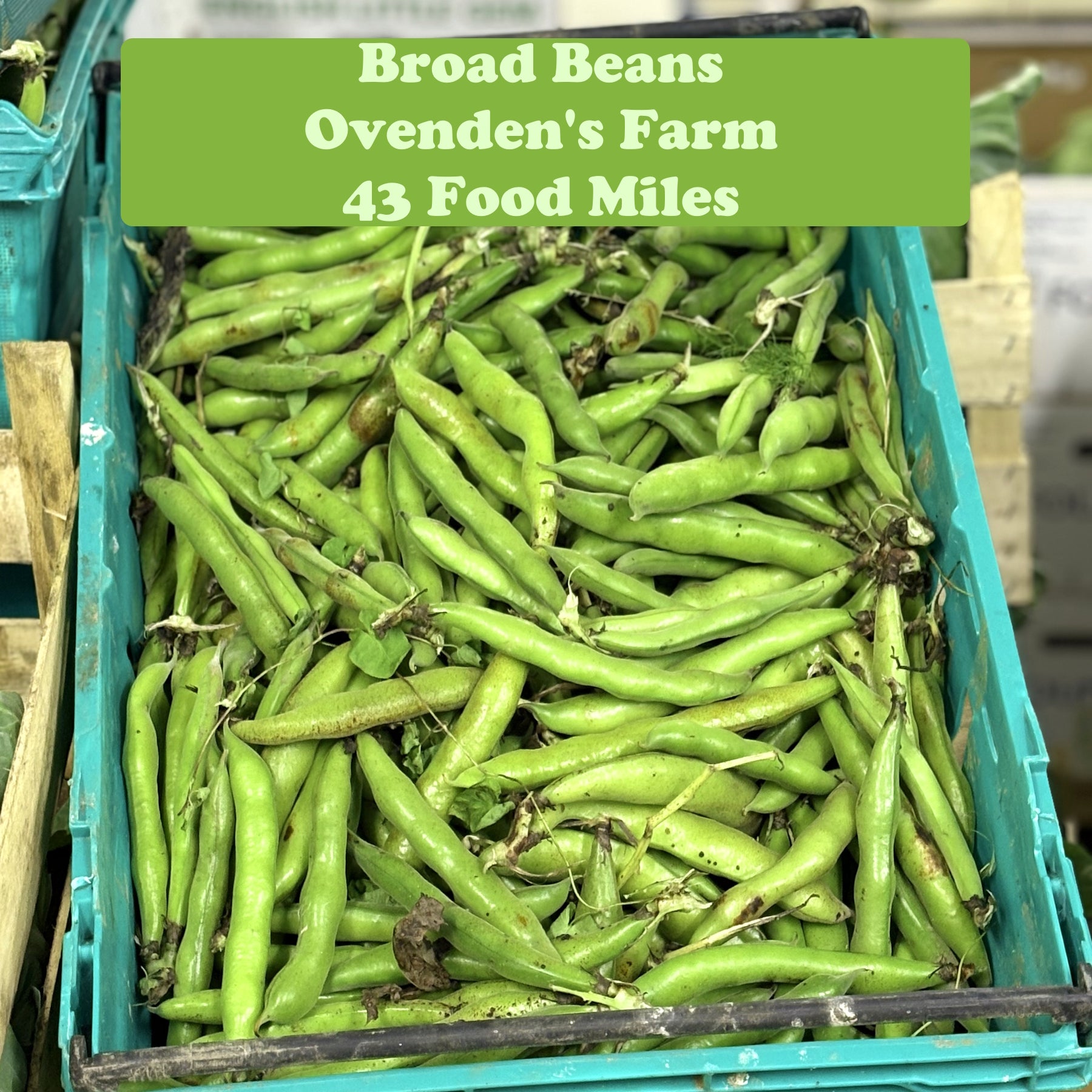 Broad Beans 500g