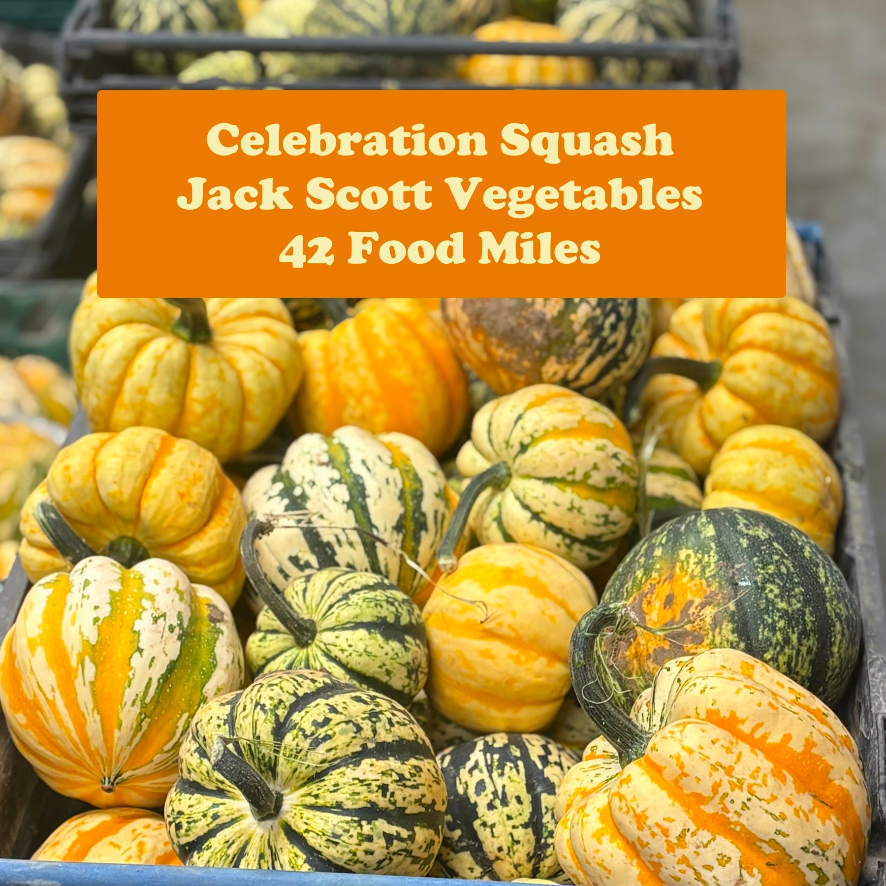 Winter Squash x 1