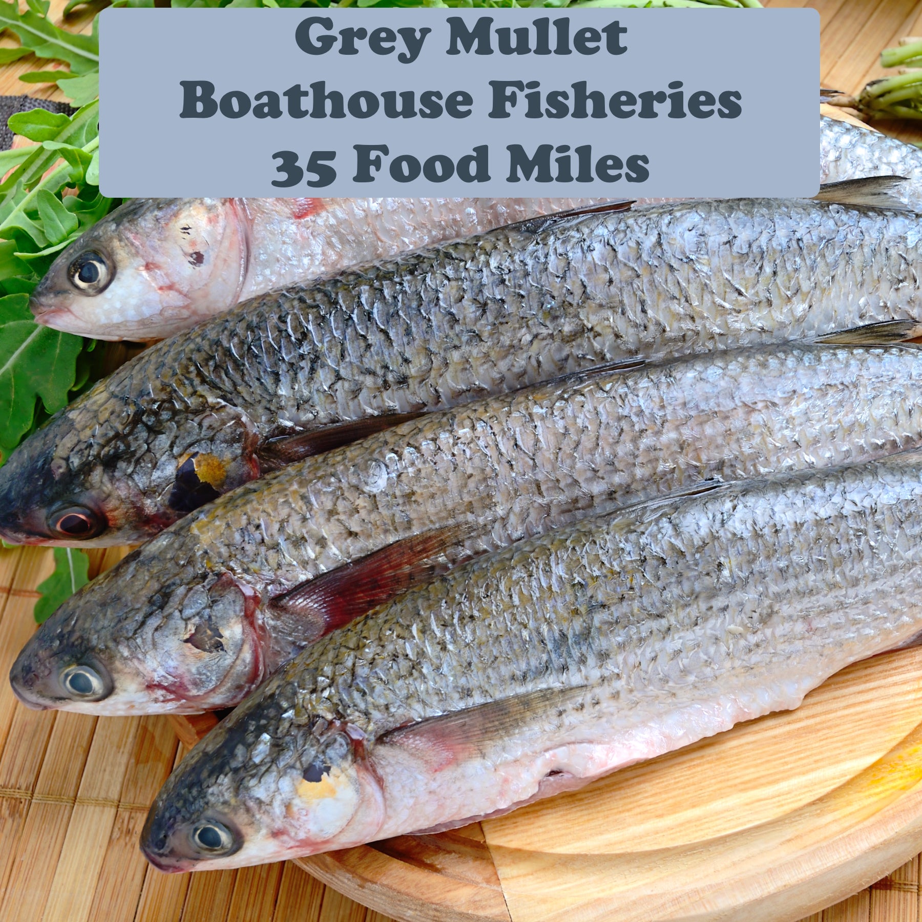 Grey Mullet Fillets x2