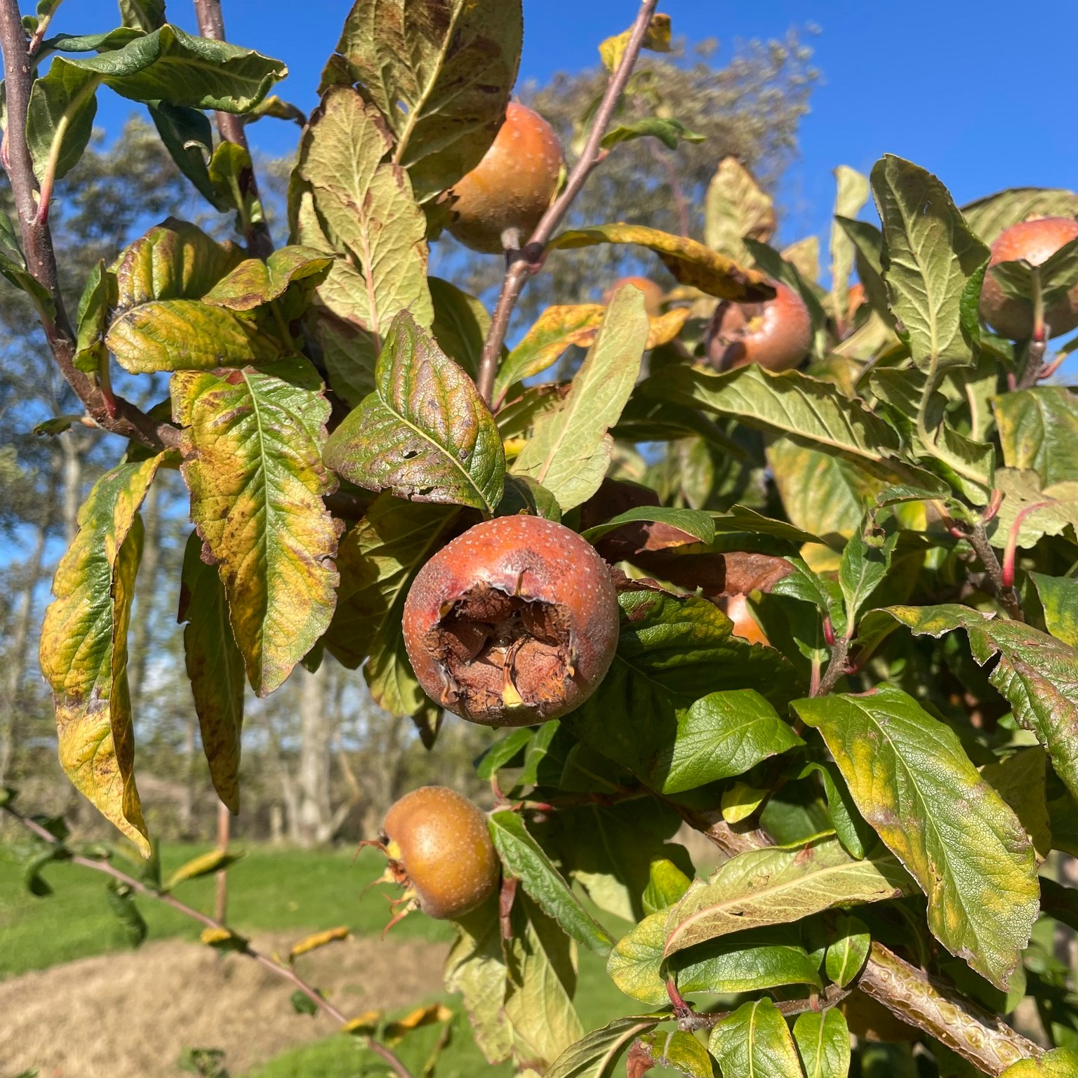 Medlar - 500g