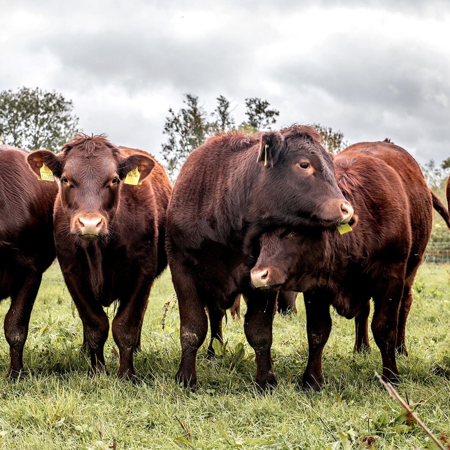 Beef Mince, Min 500g