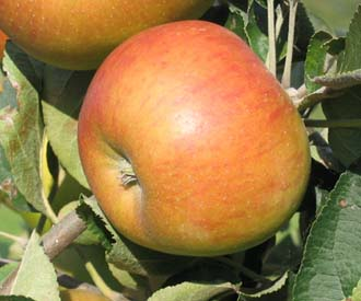 Heritage Apples from Brogdale 500G