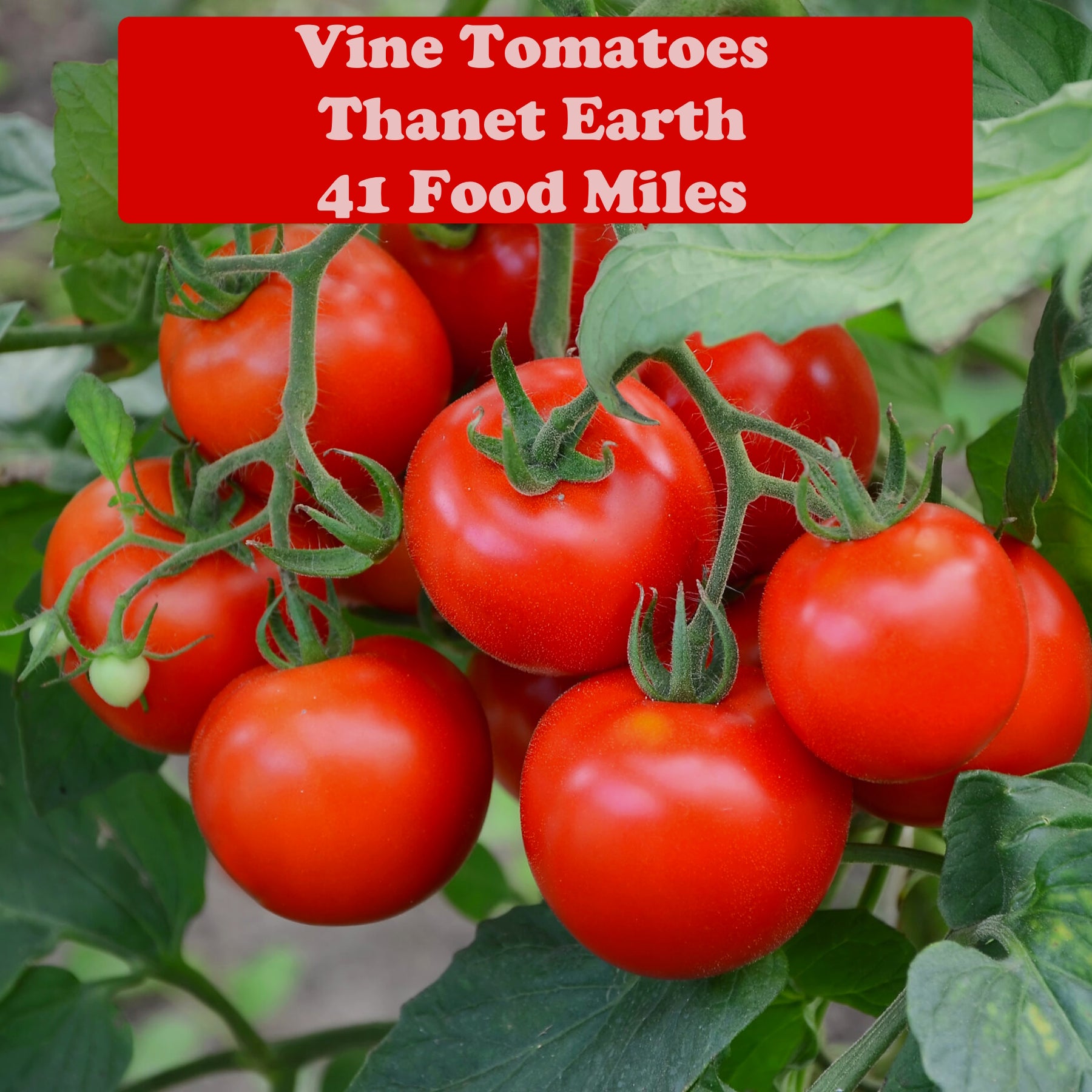 Kent Tomatoes 500g