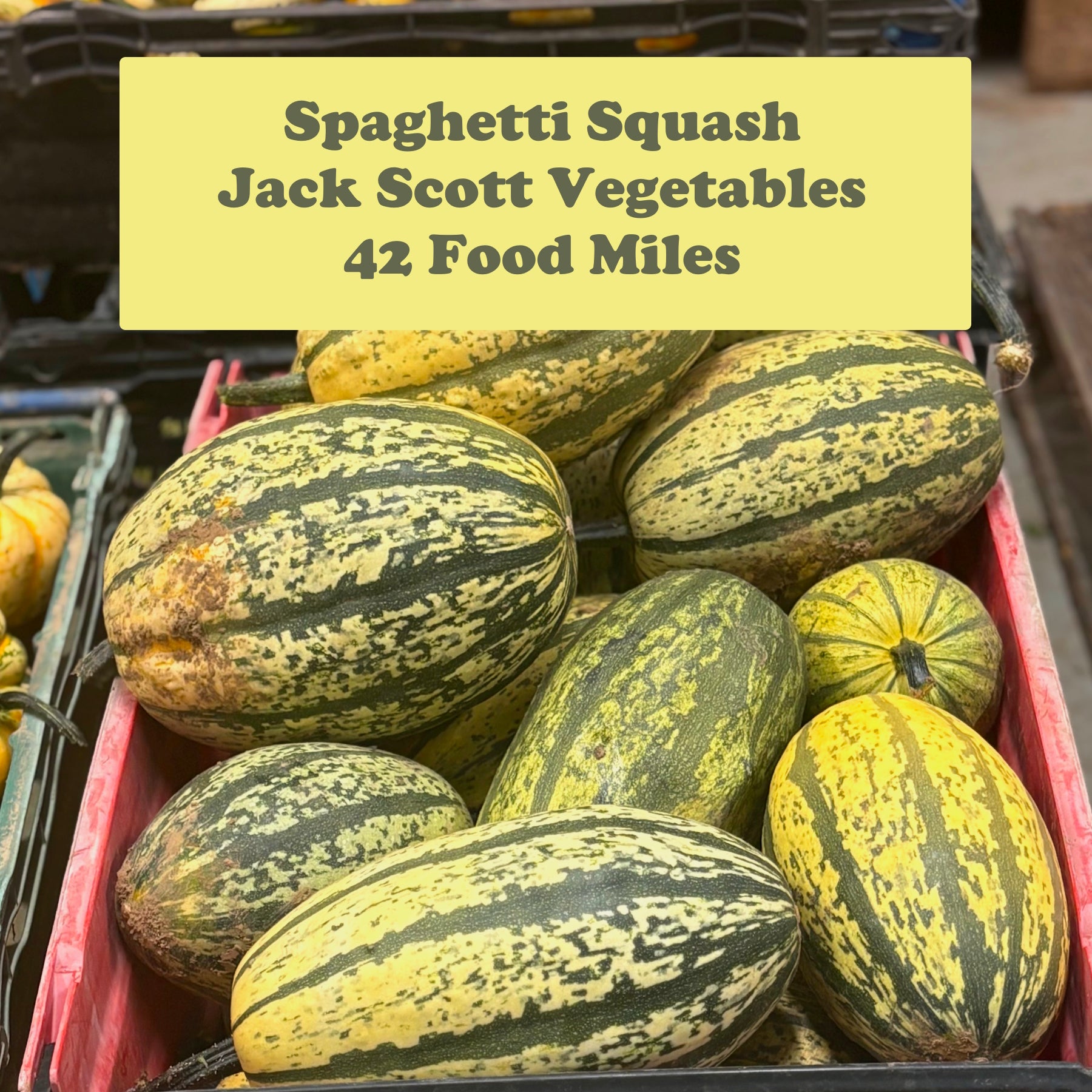 Winter Squash x 1