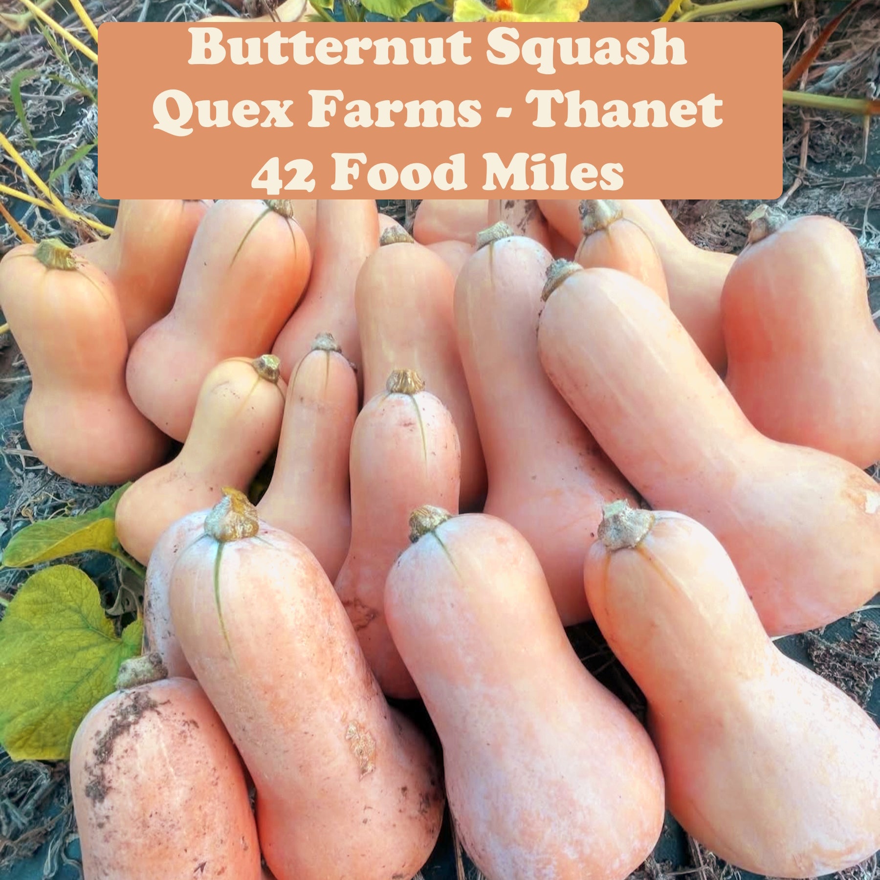 Winter Squash x 1