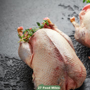 Wild Duck