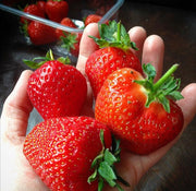 Small Fruit Box