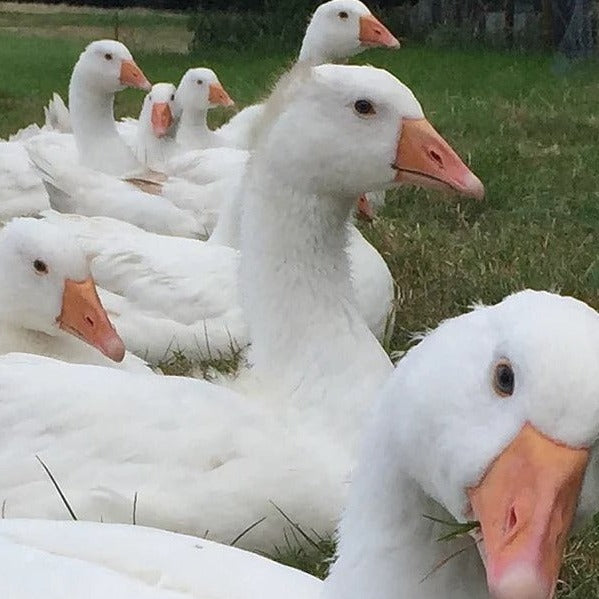 Free Range Kentish Goose