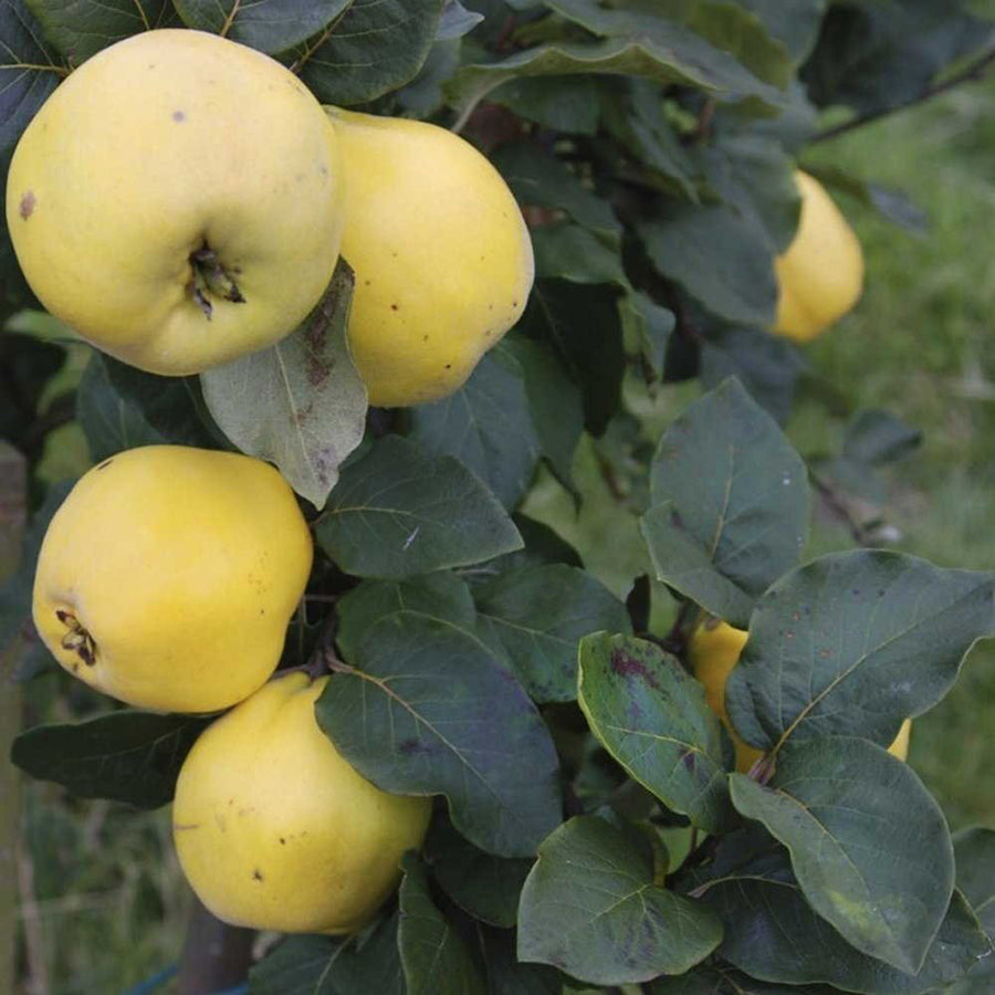 Heritage Quince from Brogdale 500g